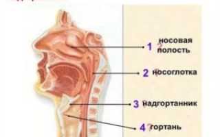 Надгортанник фото у детей