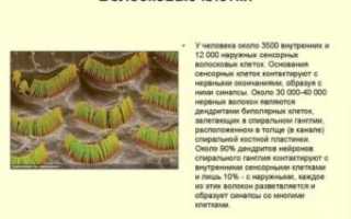 Волосковые клетки внутреннего уха это