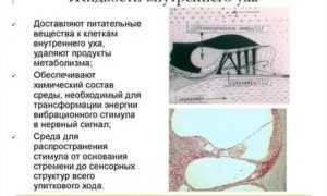 Жидкость во внутреннем ухе