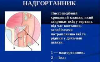 Надгортанник виден у взрослого