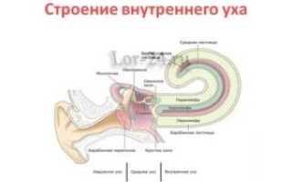 Строение внутреннего уха человека