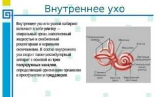 В состав внутреннего уха входят